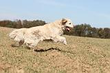 GOLDEN RETRIEVER 138